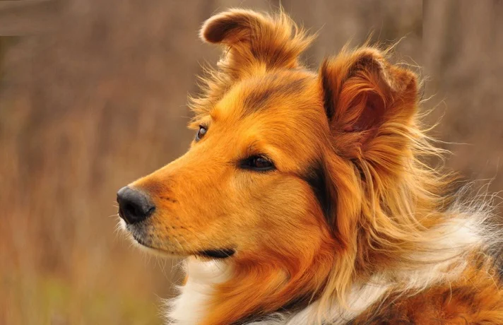 علت دوری سگ از صاحبش و ۵ دلیل فرار سگ از صاحب!