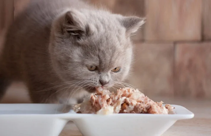 رژیم غذایی گربه مبتلا به دیابت و بهترین غذا برای گربه دیابتی