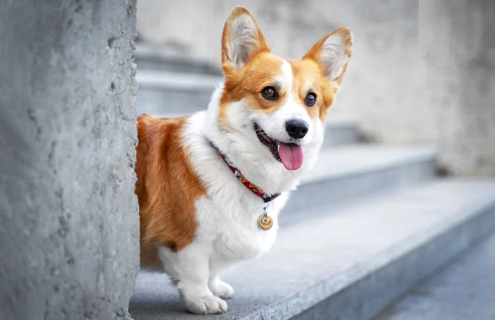 ۱۴ نکته در مورد آوردن سگ به خانه و سختی های سگ داشتن!