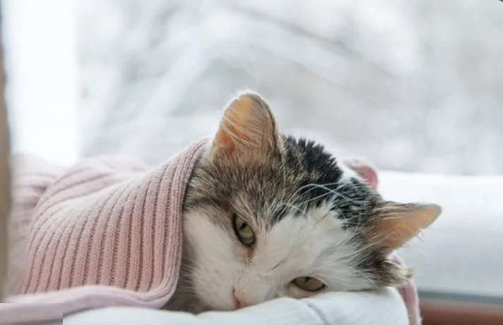 علت خون در ادرار گربه و راه های درمان ادرار خونی گربه