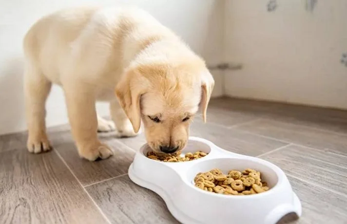 مقایسه غذای خشک و مرطوب سگ + نحوه انتخاب