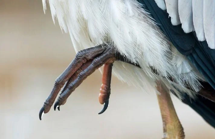 درمان زخم پای پرندگان ؛ علایم و کمک های اولیه برای زخم پای پرنده