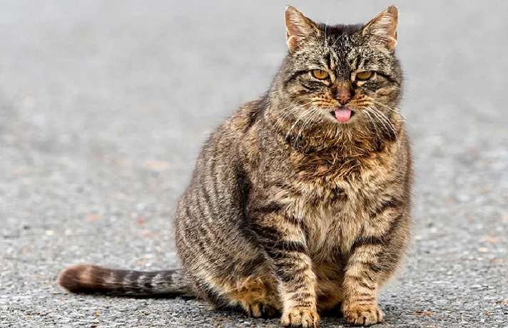مراقبت از گربه باردار ؛ مواظبت های لازم از گربه در بارداری تا زمان زایمان