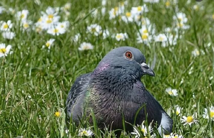 شکستگی پای پرندگان؛ علایم، تشخیص و درمان پای شکسته پرنده های زینتی