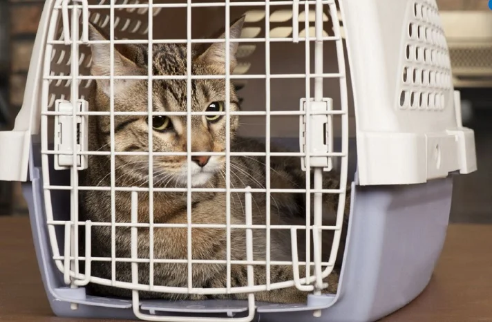 انتخاب بهترین باکس برای گربه؛ انواع جعبه حمل گربه