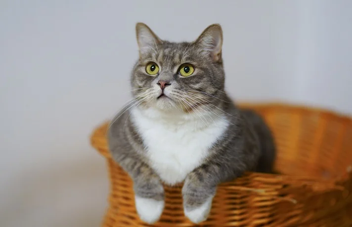 حقایق جالب درباره گربه‌ها؛ ۱۰ نکته که شما را شگفت‌زده خواهد کرد