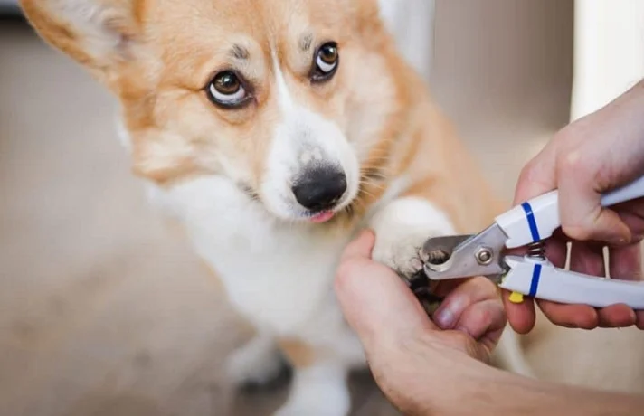 روش کوتاه کردن ناخن سگ ها؛ چگونه ناخن سگ خود را بگیریم؟