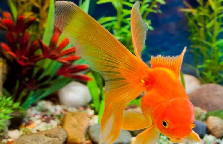 آیا ماهی قرمز می خوابد؟ ؛ ماهی قرمز چگونه می خوابد؟