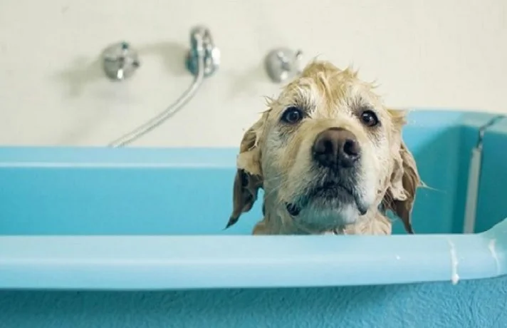 هر چند وقت یکبار باید سگ خود را حمام کنیم؟