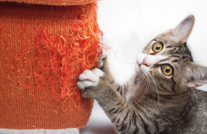 علت چنگ زدن گربه و اینکه چرا گربه ها به مبلمان و اشیا خانه چنگ می زنند؟