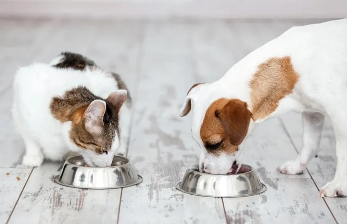 تشویقی دنتال چیست؟ فواید تشویقی های دنتال برای دندان سگ و گربه