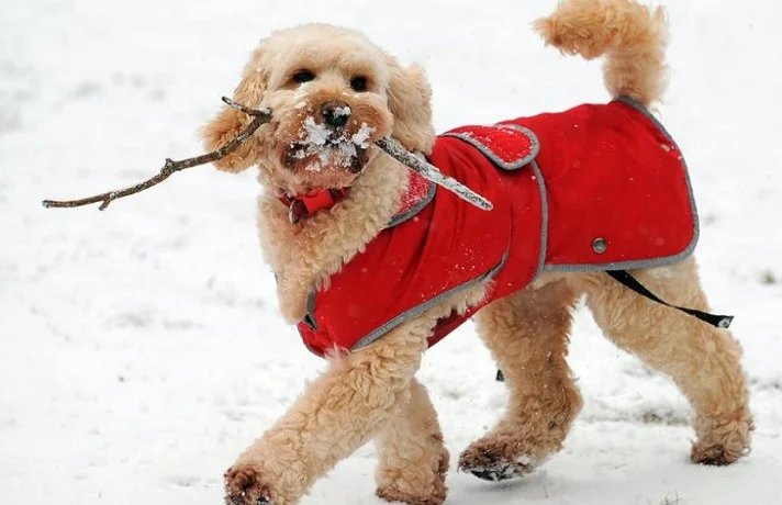 فواید لباس برای سگ چیست؟ چرا باید به سگ خود لباس بپوشانیم؟