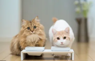 پوچ گربه چیست؟ راهنمای خرید سوپ و پوچ مخصوص گربه