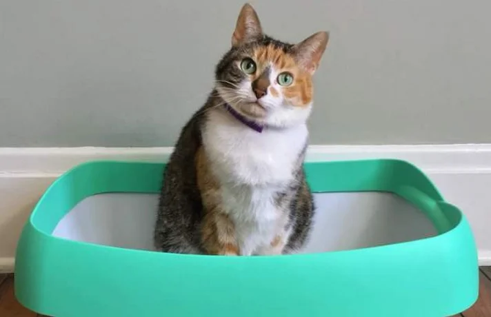 روش ساخت خاک گربه در خانه