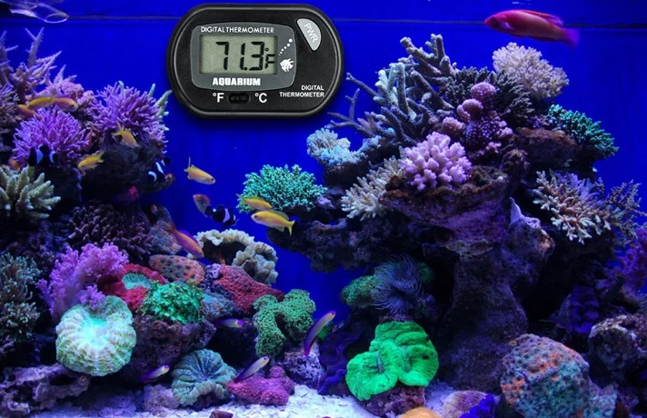 دمای مناسب آکواریوم و چگونگی کنترل و حفظ دمای مخزن ماهی‌ها