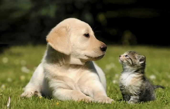 آیا استفاده از اسانس های روغنی برای حیوانات خانگی بی خطر است؟