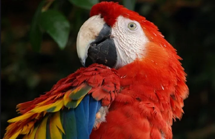 مراقبت از منقار طوطی و روش های نگهداری از نوک طوطی که باید بدانید