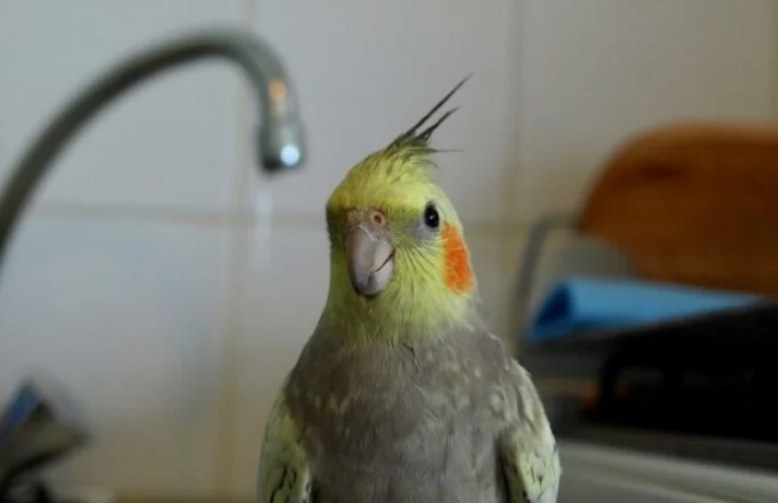 حمام کردن عروس هلندی ؛ نحوه شستن عروس هلندی در خانه