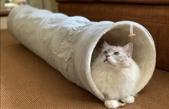 راهنمای خرید تونل بازی سگ و گربه