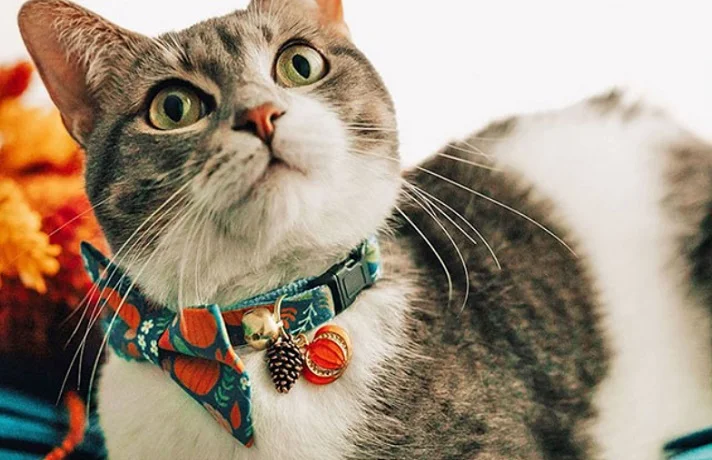 راهنمای خرید قلاده و پلاک هویتی گربه