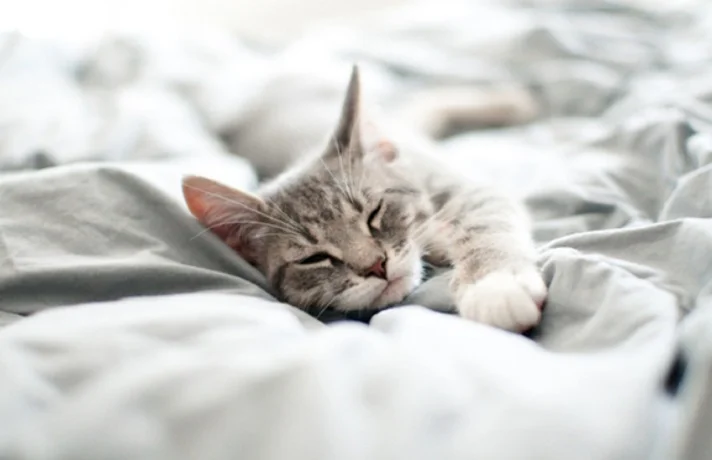 راهنمای انتخاب و خرید جای خواب گربه