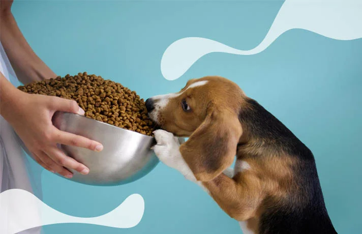غذای سگ چیست؟ معرفی بهترین غذای سگ