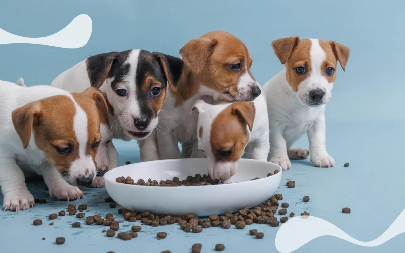 بهترین غذای توله سگ از بدو تولد