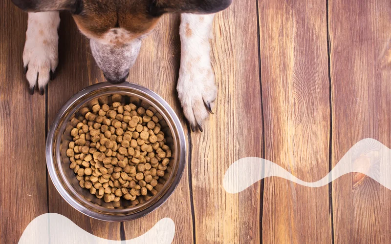 طریقه مصرف غذای خشک سگ؛ نکات مهم