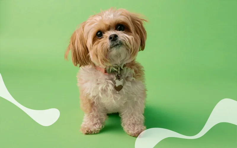 همه چیز درباره تشویقی سگ شیتزو