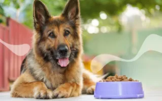 معرفی بهترین غذای سگ ژرمن شپرد