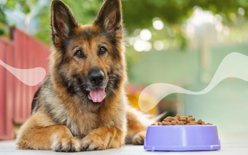 معرفی بهترین غذای سگ ژرمن شپرد
