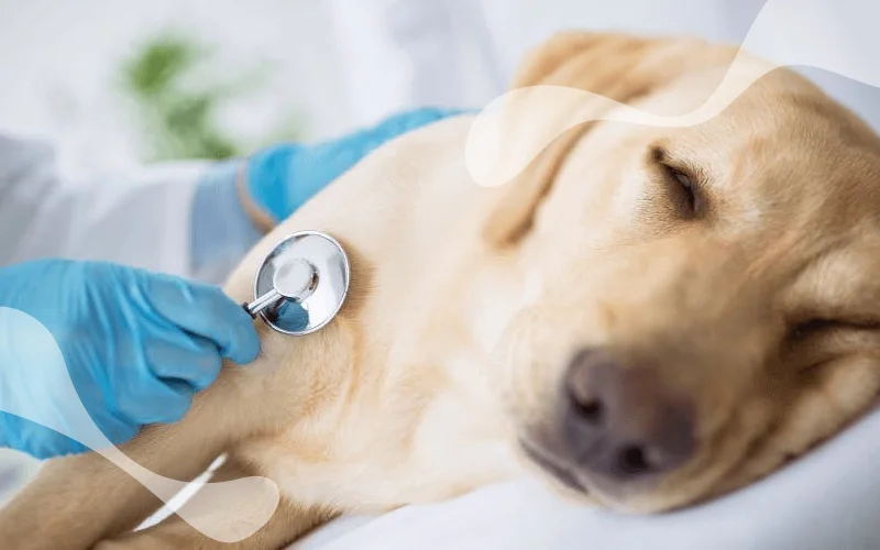 همه چیز درباره مسمومیت غذایی سگ‌ها + راه‌های درمان