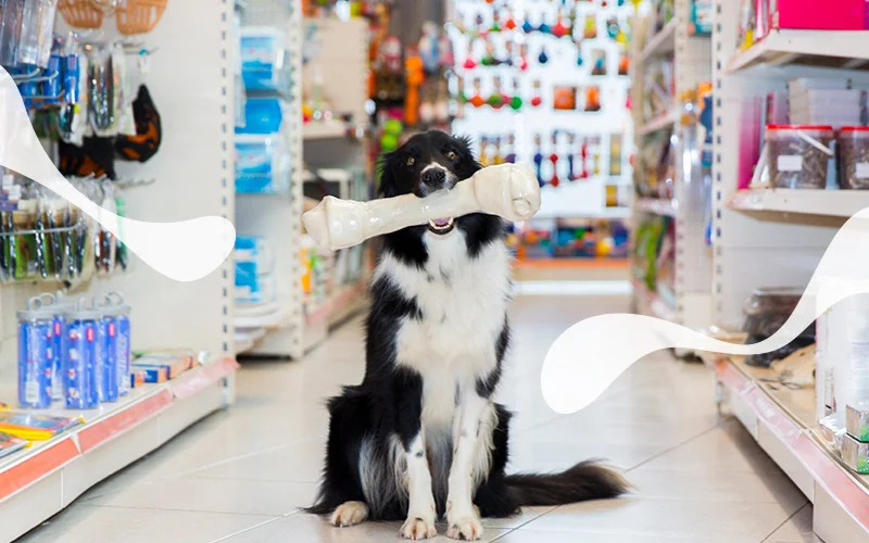 پت شاپ چیست؟ + هر آنچه که درباره پت شاپ نمی دانید