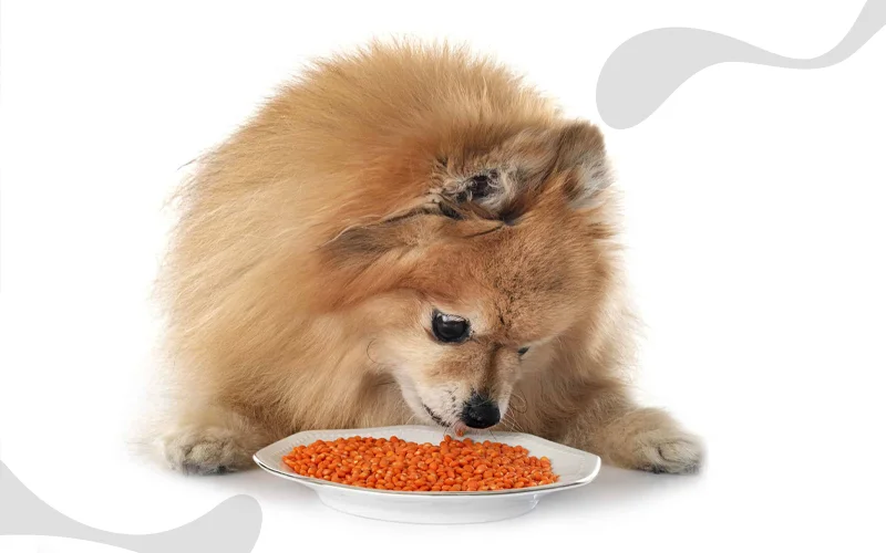 بهترین غذا برای سگ پامرانین + مقدار غذای مناسب