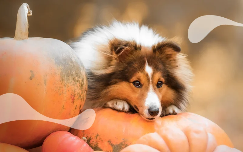 همه چیز درباره خواص کدو تنبل برای سگ