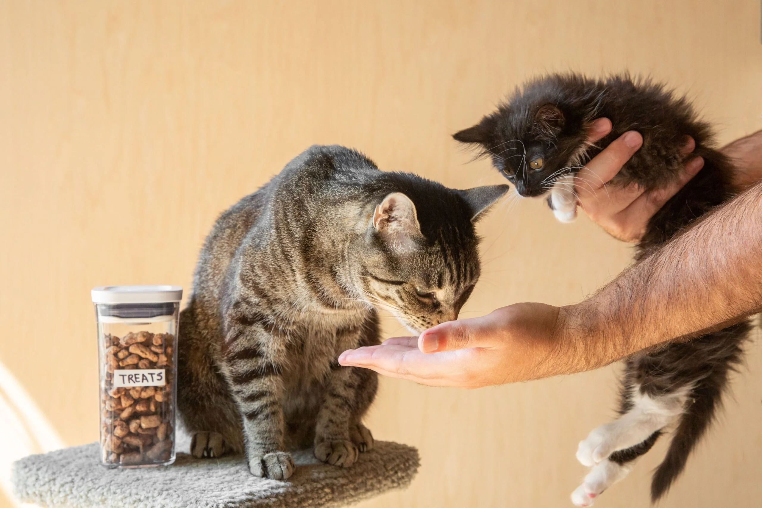 با 13 تفاوت غذای خشک بچه گربه با گربه بالغ آشنا شوید!