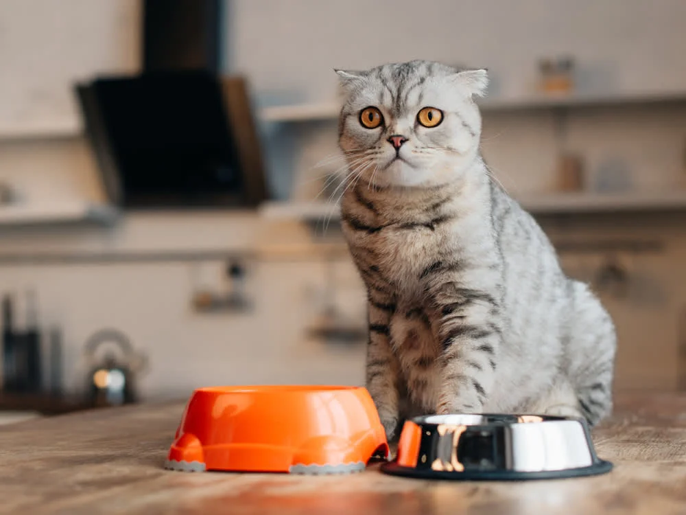 بهترین غذای خشک برای گربه اسکاتیش | راهنمای انتخاب برندهای معتبر