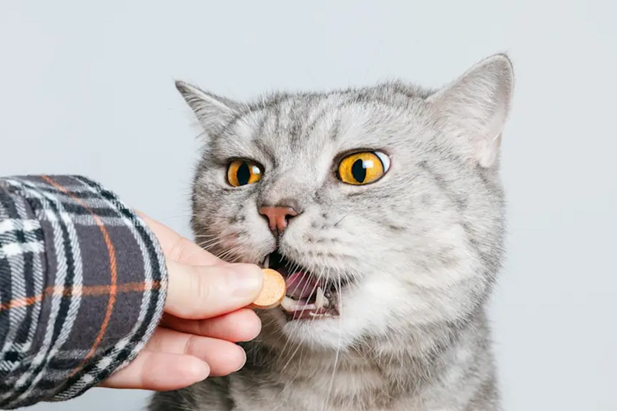 مکمل و ویتامین گربه: کِی لازم است، چه نوعی و چه مقدار؟