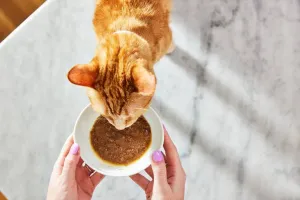 سوپ و کنسرو گربه؛ چه زمانی و چگونه بدهیم؟