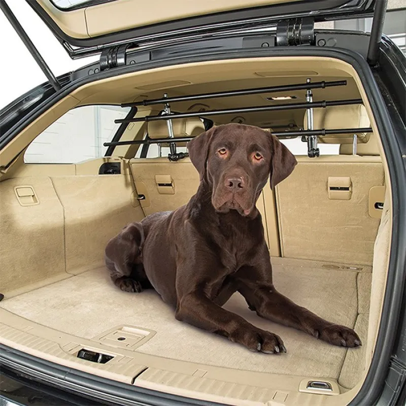  Dog Car Security