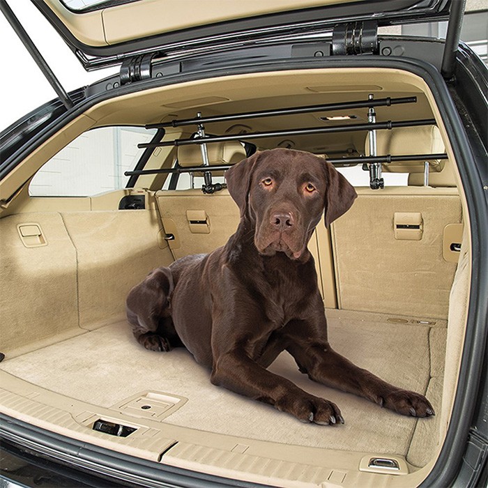  Dog Car Security