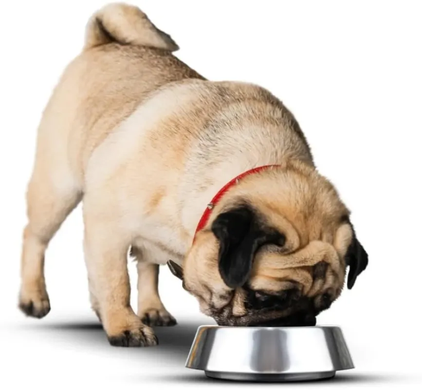 Anti-Ant Stainless Steel Dog & Cat Bowl