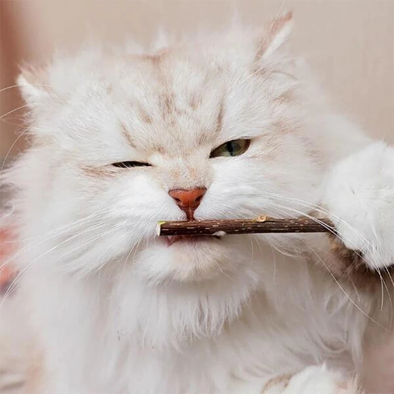 Hhi Cat Cigarette