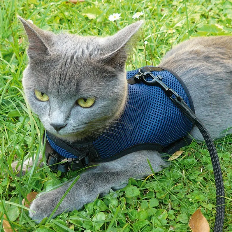 Jogging Harness