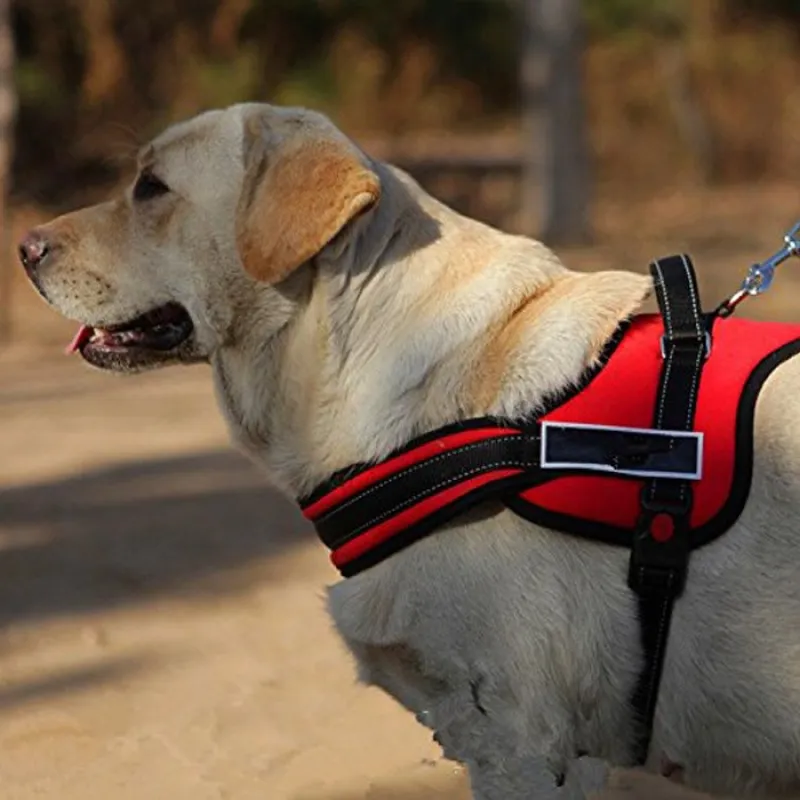 Sport Dog harness Set Red