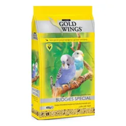 Gold Wings Love bird