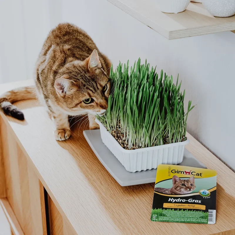 Gimcat Hydro Grass