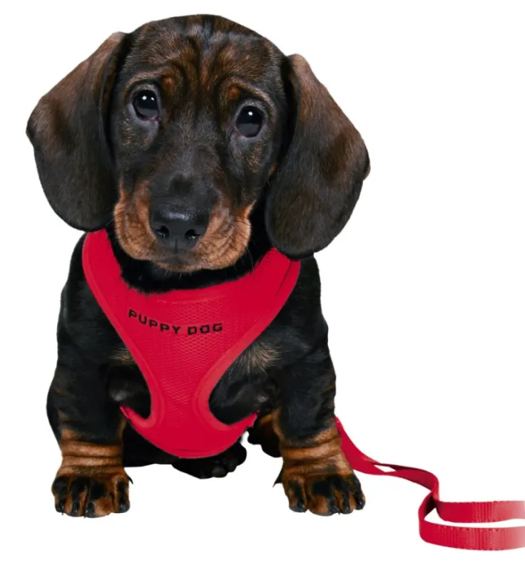 Puppy Soft Harness with Leash