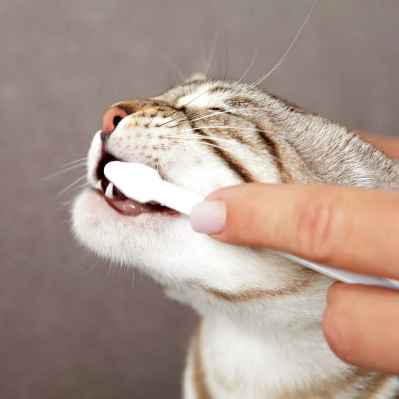 Dental Hygiene Set For Cat