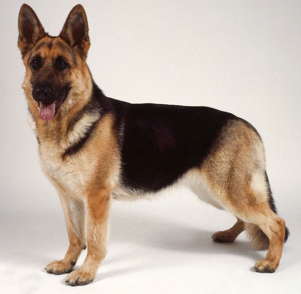 Royal Canin German Sheperd Adult Dry Dog Food